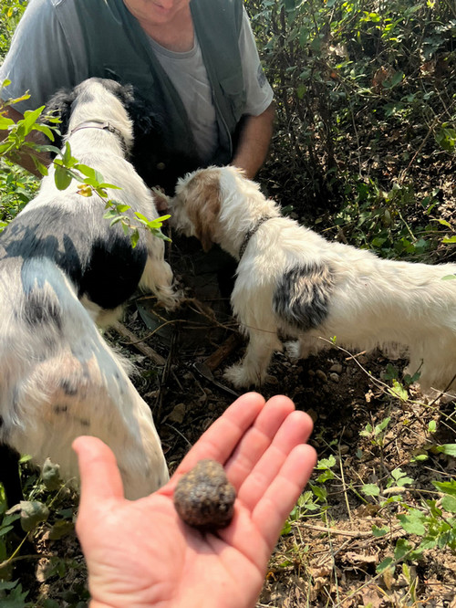 Truffle Hunting in Alba.JPG